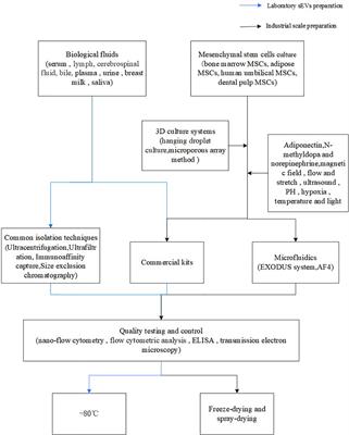 Small extracellular vesicles purification and scale-up